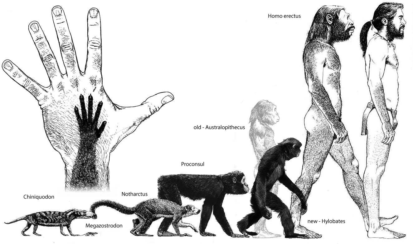 human-evolution18.jpg